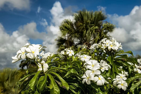 Frangipani (Plumeria Rubra), Hawaiian Lei Flower; Antigua, West Indies
