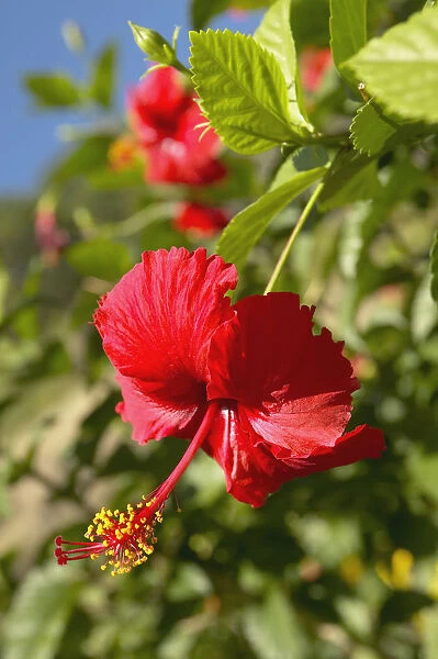 French Polyesia, Tahiti, Huahine, Focus On Bright Red Hibiscus On Flower Bush