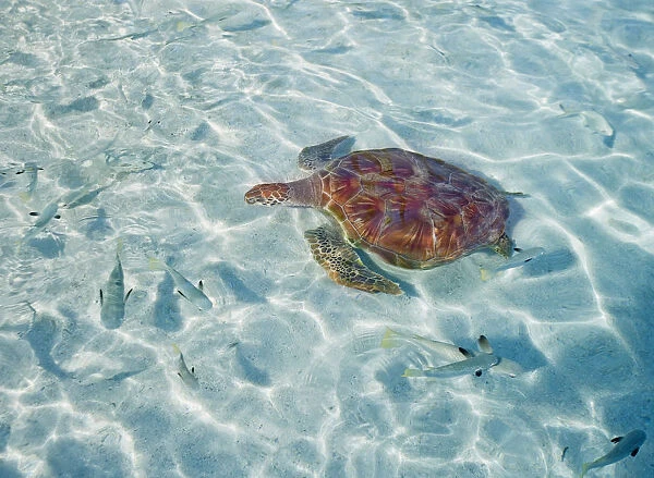 French Polynesia, Bora Bora, Green Sea Turtle (Chelonia Mydas) An Endangered Species