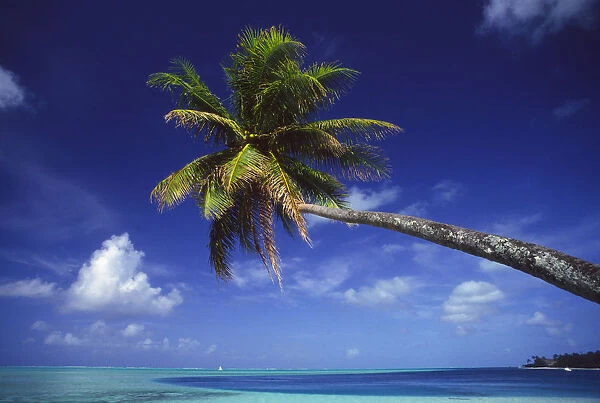 French Polynesia, Bora Bora, Palm Tree Hanging Over Turquoise Ocean