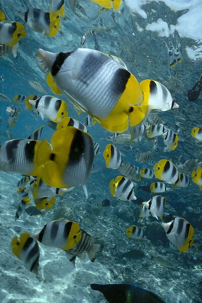 French Polynesia, Bora Bora, School Of Butterflyfish, Close-Up In Shallow Ocean, Over Reef And Near Surface