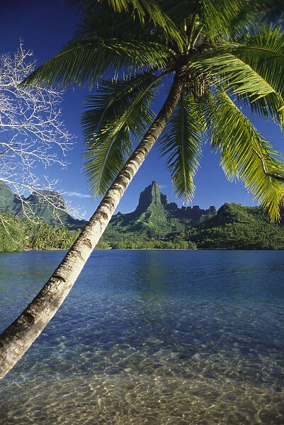 French Polynesia, Moorea, Opunohu Bay, Scenic View Of Clear Bay And Palm Trees