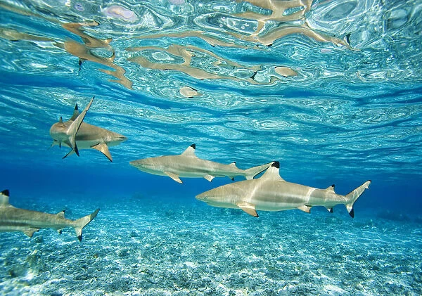 French Polynesia, Rangiroa, Blue Lagoon, Blacktip Reff Shark (Carcharhinus Melanopterus)