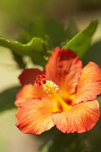 French Polynesia, Tahiti, Maupiti, Hibiscus Flower