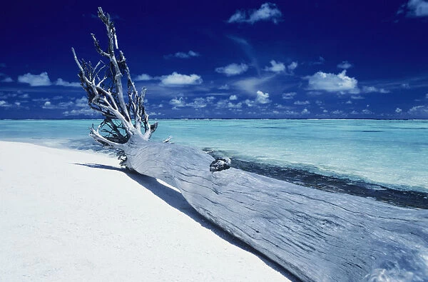 French Polynesia, Tetiaroa (Marlon Brandos Island), Driftwood On White Sand Beach