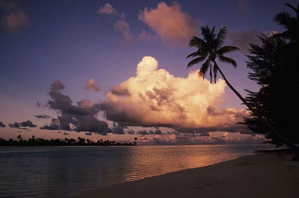 French Polynesia, Tetiaroa (Marlon Brandos Island), Beautiful Beach With Palm Tree At Sunset