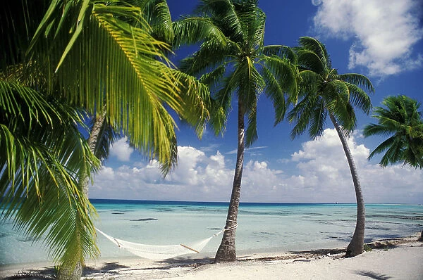 French Polynesia, Tuamotu Islands, Tikehau Atoll, Palm Trees Across Beach