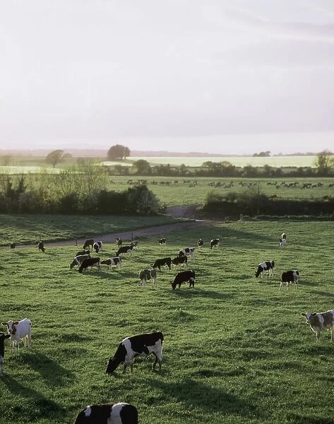 Friesian Bullocks, Ireland; Herd Of Cattle Grazing