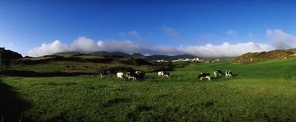 Friesian Cattle, Allihies, Co Cork, Ireland