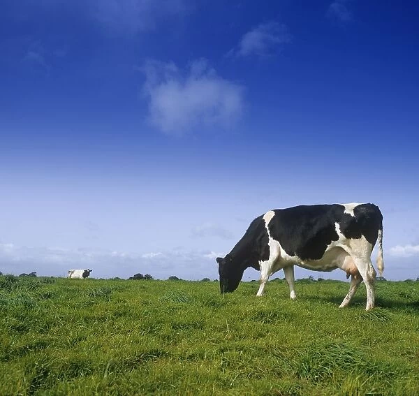 Friesian Cow Grazing In A Field, Republic Of Ireland