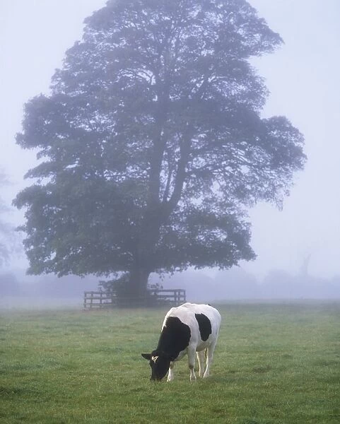 Friesian Cow, Ireland
