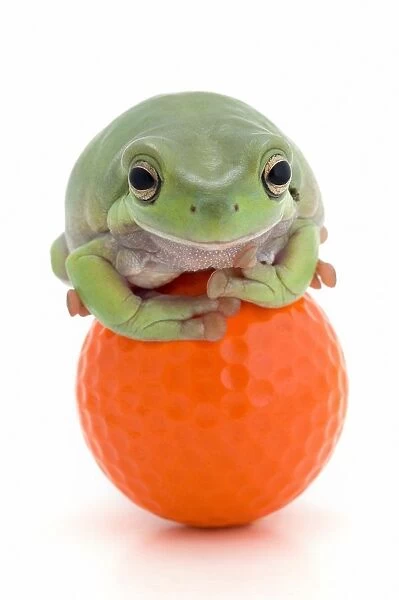 Frog On A Golf Ball