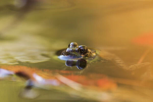 Frog In The Water, Algonquin Park; Ontario, Canada