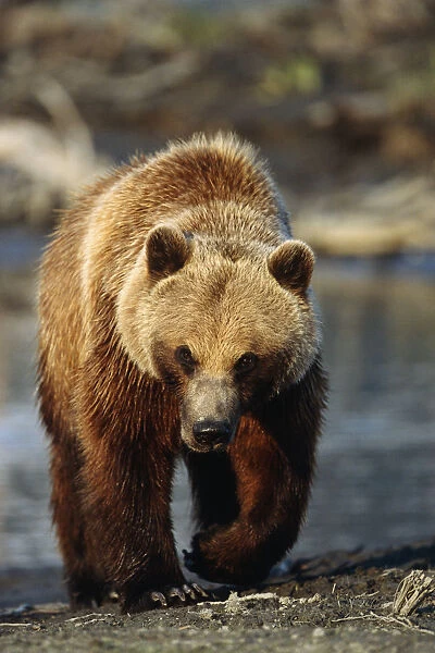 Frontal View Of Brown Bear Sc Alaska Summer Captive Big Game Alaska