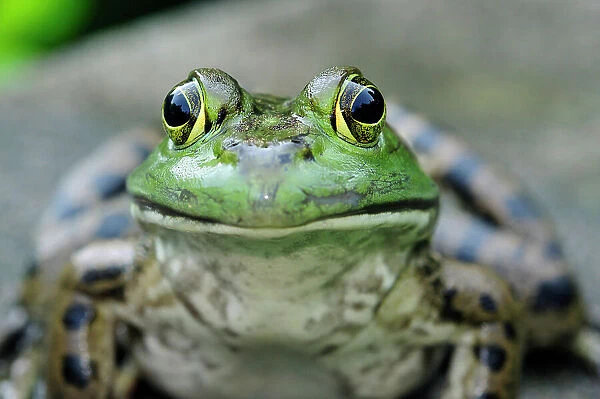 NA. Frontal view of a young bullfrog