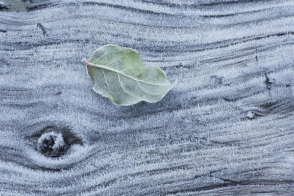 Frost covered log and leaf along mackenzie beach at sunrise; Tofino, british columbia, canada