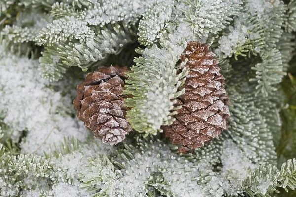 Frost On Pine Cones