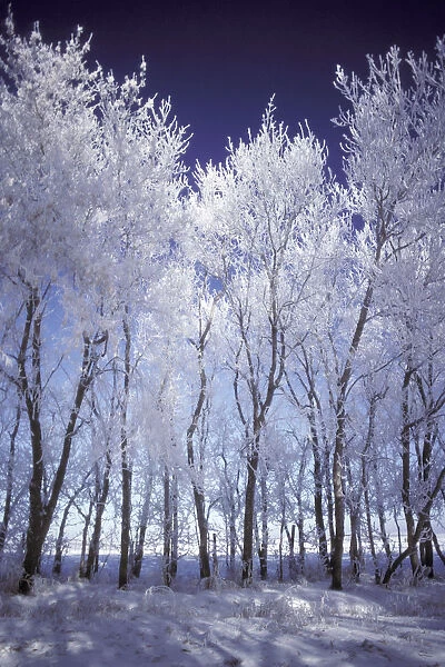 Frost And Snow Covered Trees