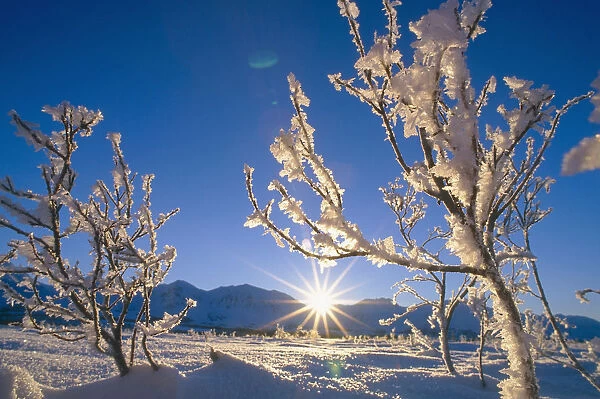 Frosted Trees Backlit @ Sunrise On Broad Pass Sc Ak Winter