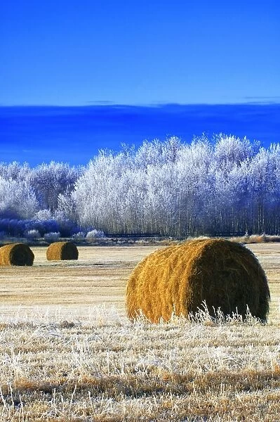 Frosty Hay Bales