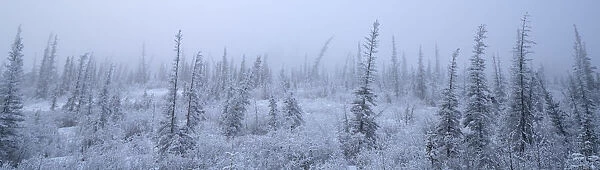 Frosty landscape with fog, Whitehorse, Yukon, Canada