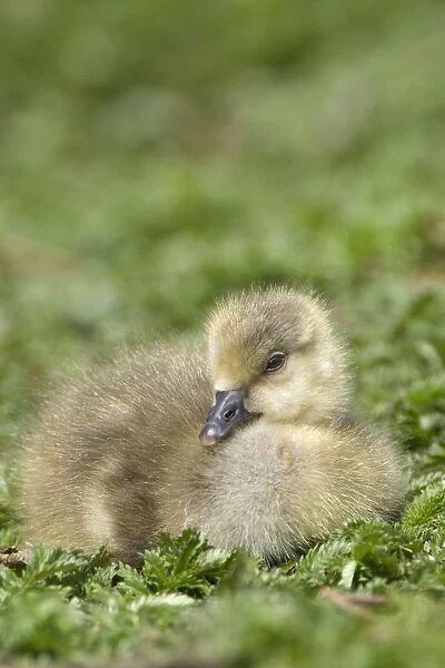Fuzzy Gosling