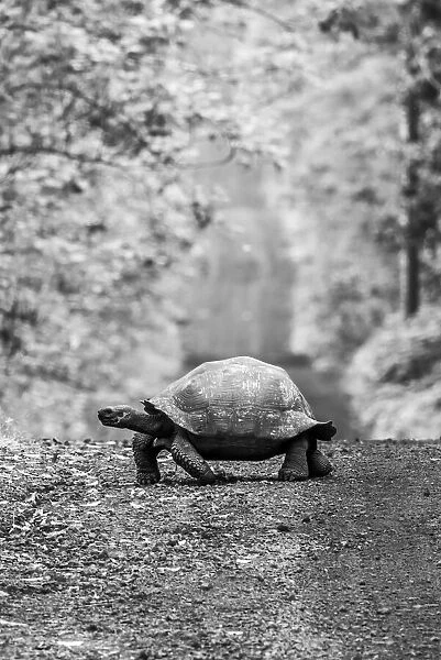 Galapagos giant tortoise (Chelonoidis niger) crossing a dirt road in the forest; Galapagos Islands, Ecuador