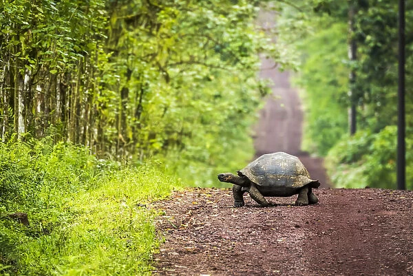 Galapagos giant tortoise crosses straight dirt road