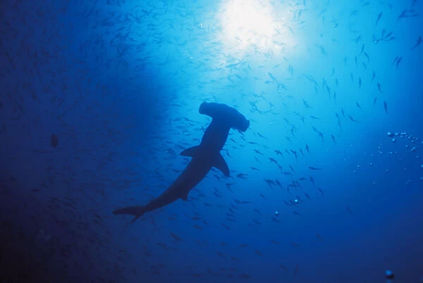 Galapagos Islands, Darwin Islands, Silhouette Of Scalloped Hammerhead With School Of Fish
