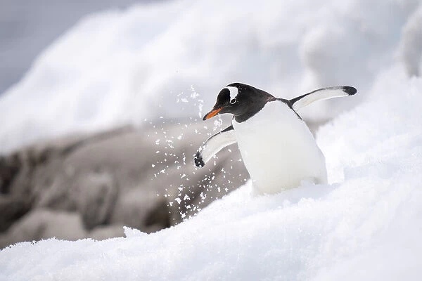 Gentoo penguin (Pygoscelis papua) overbalances in snow near rocks; Antarctica