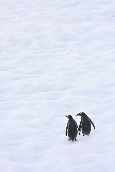 Gentoo Penguins Climb The Side Of An Iceberg Floating In Neko Harbour, Antarctica