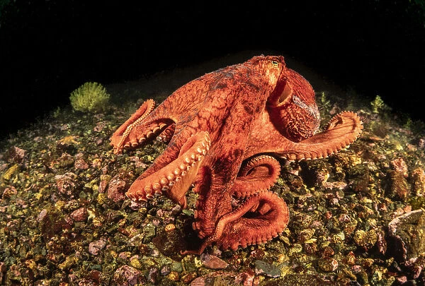 Giant Pacific Octopus, Enteroctopus dolfleini, British Columbia, Canada