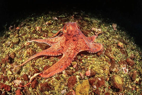 NA. Giant Pacific octopus, Enteroctopus dolfleini