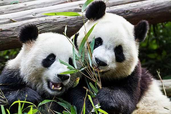 Two giant pandas at the Panda Research Center