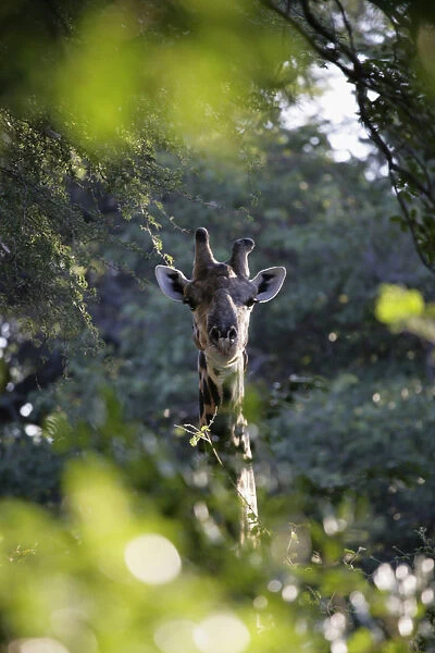 Giraffe As Seen Looking Through Trees, Namibia