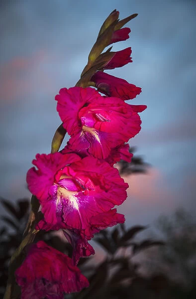 Gladiolus Blooms In A Garden At Dusk; Astoria, Oregon, United States Of America