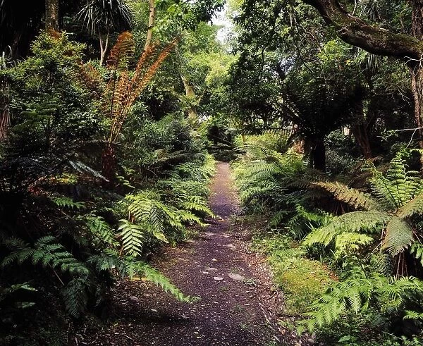 Glanleam, Co Kerry, Ireland; Path In The Woods At A Country House Surrounded By Dicksonia Antarctica