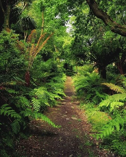 Glanleam, Co Kerry, Ireland; Pathway Lined By Tree Ferns (Dicksonia Antartica)