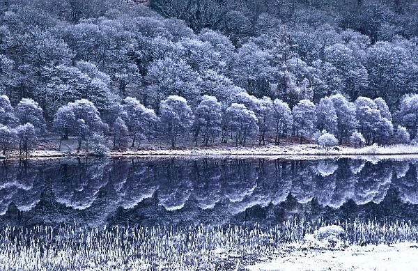 Glendalough National Park, County Wicklow, Ireland; Winter Lake With Hoar Frost