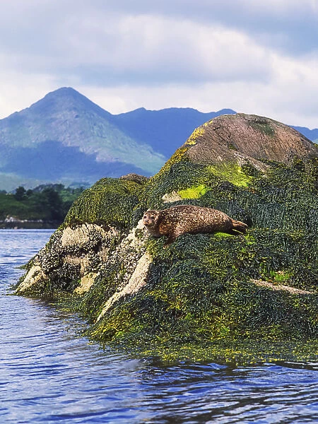 Glengarriff, Co Cork, Ireland; Seals On The Shore