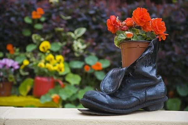 Glengarriff, County Cork, Ireland; Close-Up Of Shoe Planter In Garden