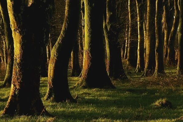 Glenville Woods, County Cork, Ireland; Tree Trunks In Forest