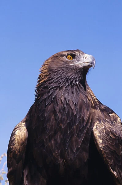 Golden Eagle (Aquila Chrysaetos) Against Blue Sky