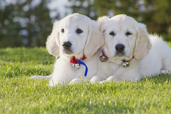 Two Golden Retriever puppies laying together in park