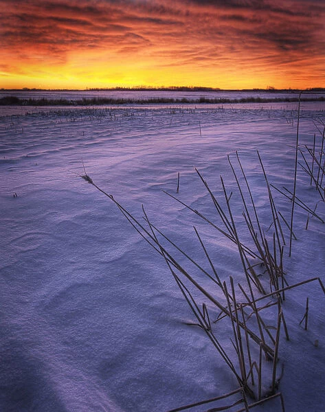 A Golden Winter Sunrise Over Drifted Snow, Alberta
