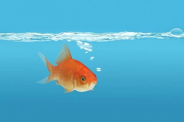 Goldfish (Carassius Auratus)