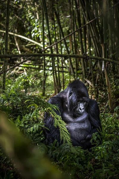 A gorilla from the Agashya Gorilla family sitting in the lush foliage, Northern Province, Rwanda