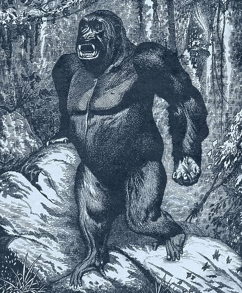 Gorilla. From Los Animales Del Universo: Su Vida Y Sus Costumbres, Published Cerca 1921