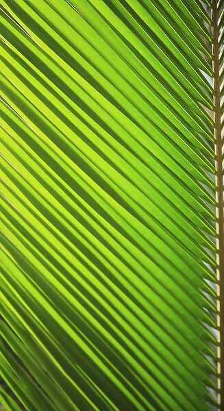 Graphic Detail Of Coconut Palm Leaf