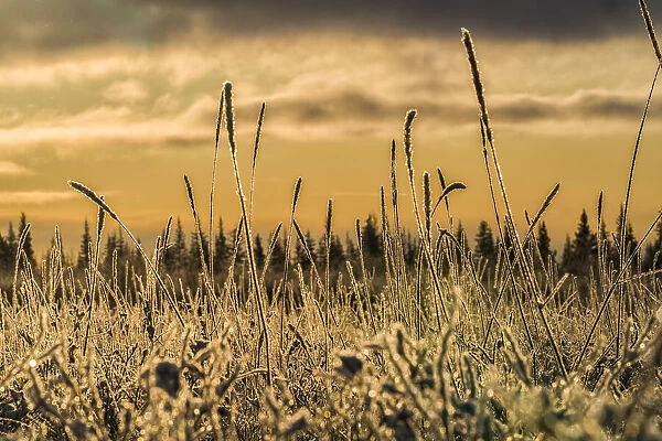 Grass backlit in the morning light, Hudson Bay, Manitoba, Canada